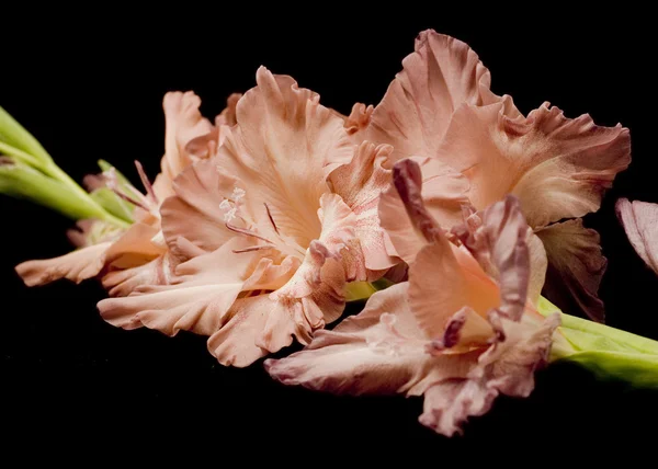 Nahaufnahme vom Gladiolenblütenbrunch — Stockfoto