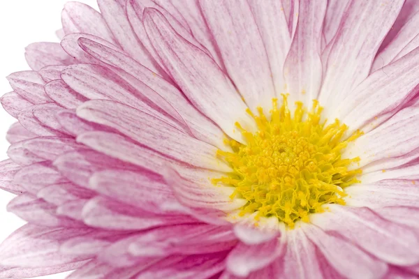 Close-up van gouden-daisy — Stockfoto