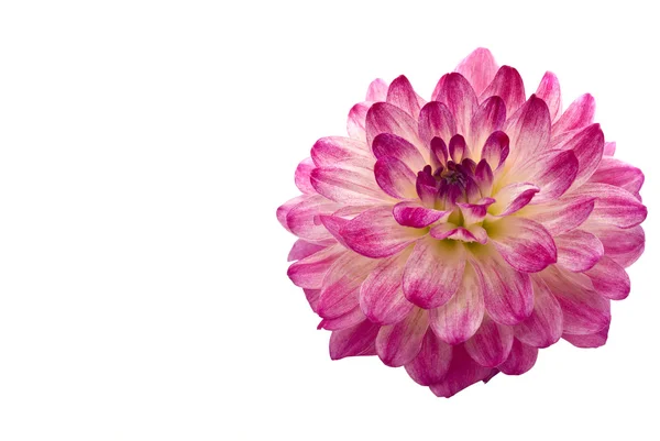 Крупним планом красива рожева далія — стокове фото