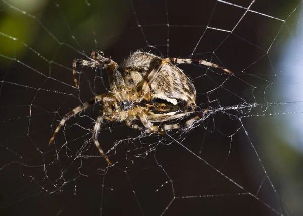 Nahaufnahme der schönen Spinne — Stockfoto