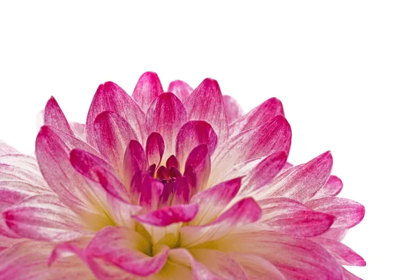 Close-up-roze dahlia (georgina) — Stockfoto