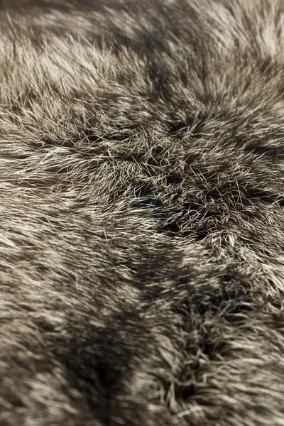 Kožešina černohnědé lišky polární — Stock fotografie