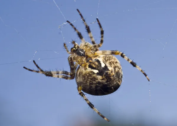 Grote spin op het web — Stockfoto