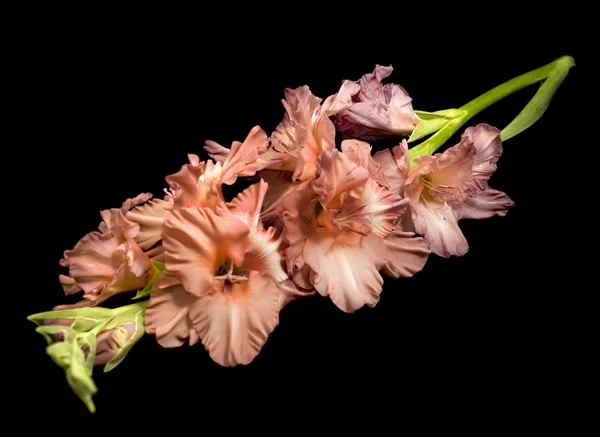 Mooie gladiolen over zwart — Stockfoto
