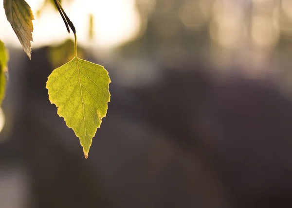 Beautiful Fall. Leaf of the tree — Stock Photo, Image