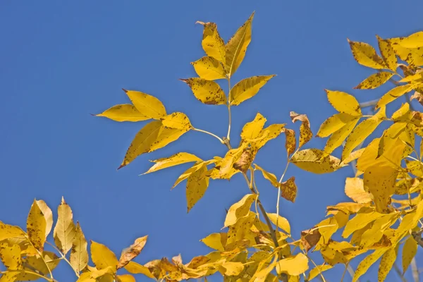 Прекрасне осінь - жовте листя — стокове фото