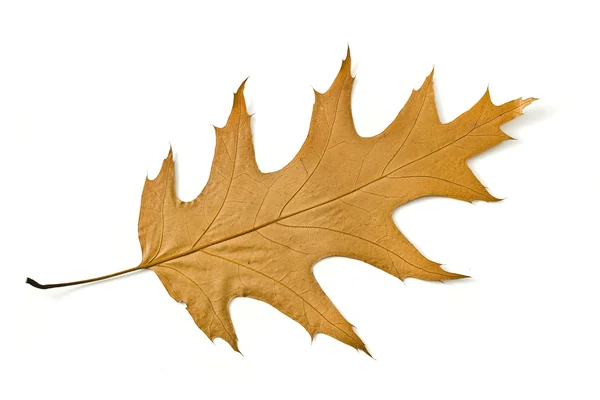 Krásný podzim. žlutá javorový list samostatný — Stock fotografie