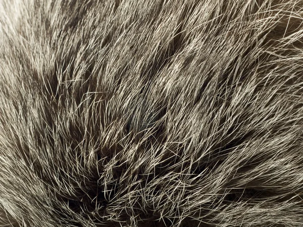 Tło i tekstura - futra z Lisa polarnego — Zdjęcie stockowe