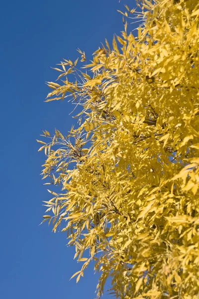 Krásná podzimní - žluté listy — Stock fotografie