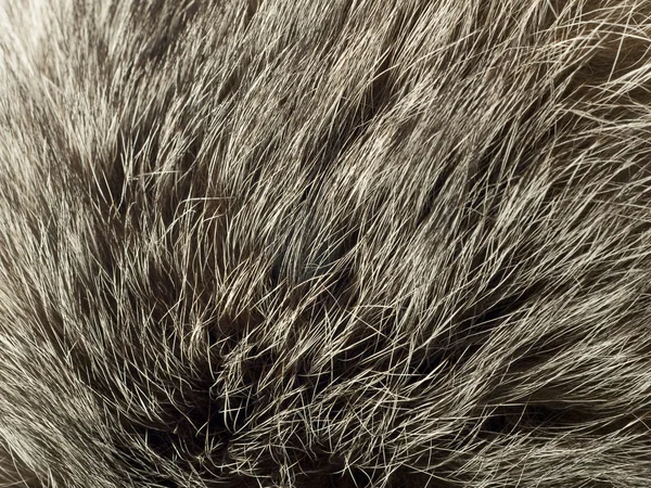 Contexte et texture - fourrure de renard polaire — Photo