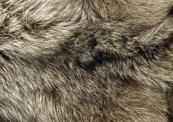 Tło - piękne futro Lisa polarnego — Zdjęcie stockowe