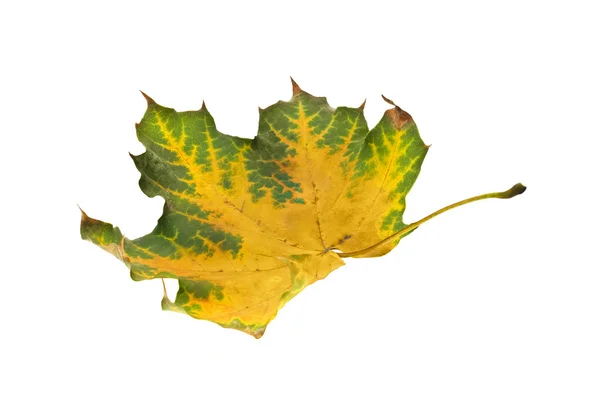 Na podzim. javorový list — Stock fotografie