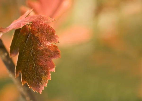 Na podzim. červený list rozostřeného pozadí — Stock fotografie