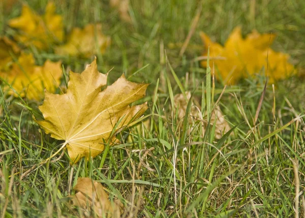 Осень. Кленовые листья на траве — стоковое фото