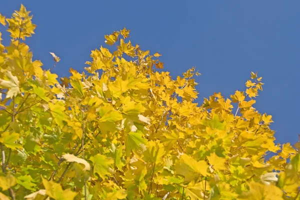 Folhas de bordo verdes e amarelas — Fotografia de Stock
