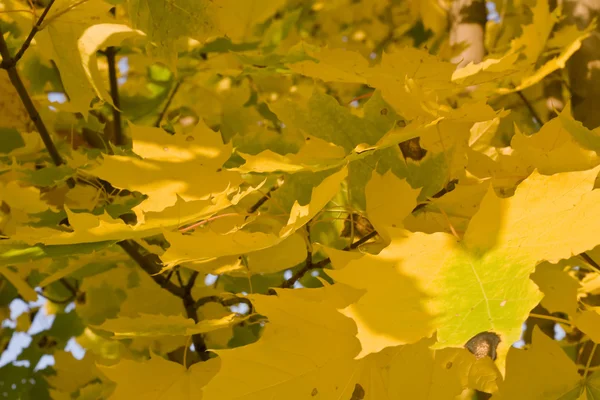 秋季-黄色树叶 — 图库照片