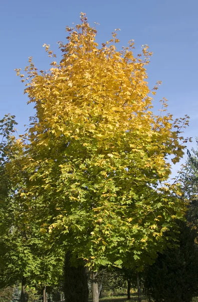 Autumn is coming. Maple tree is getting yellow — Stock Photo, Image