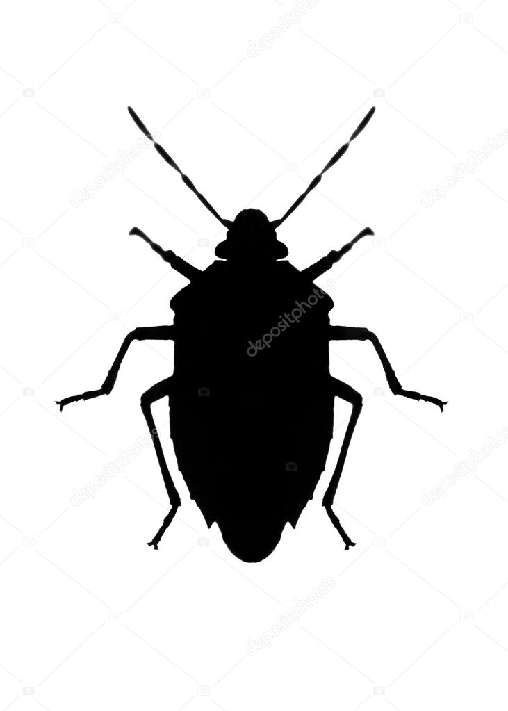 Silhouette of bug in back lighting