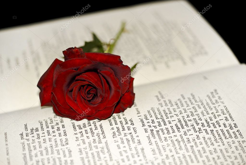 Red Rose on the book