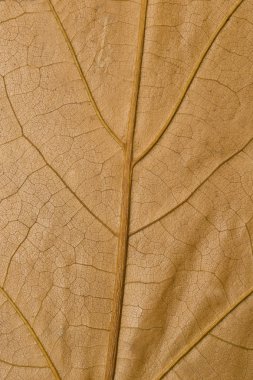 Sarı akçaağaç yaprağı yüzey makro