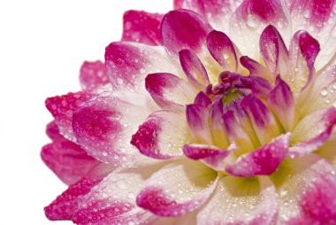 Close-up of dahlia with raindrops clipart