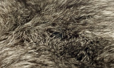 Background - beautiful polar Fox fur clipart