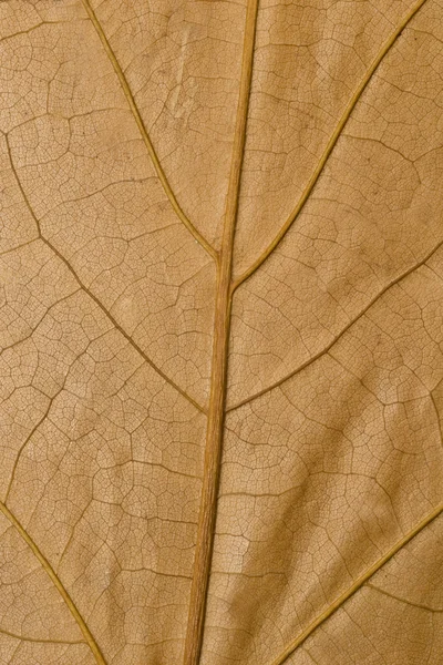 Macro de superfície amarela da folha de bordo — Fotografia de Stock