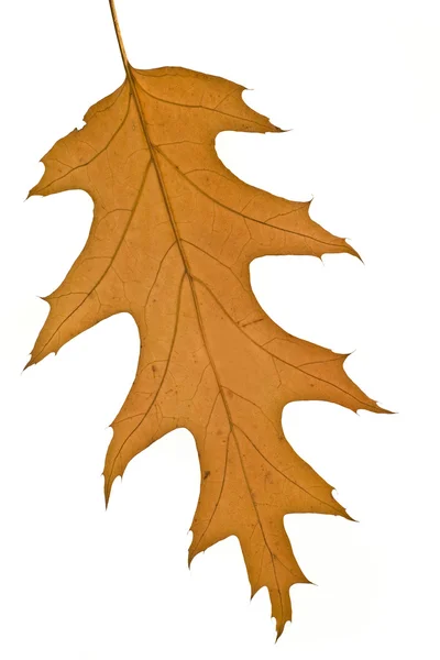 Na podzim. žlutá javorový list samostatný — Stock fotografie