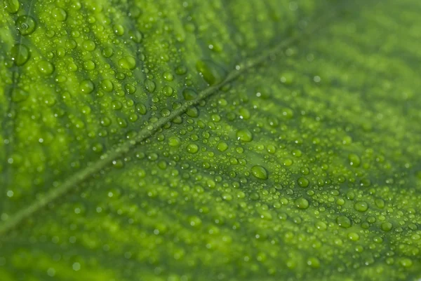 Small droplets on the leaf — Stock Photo, Image