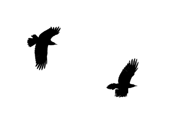 Dos cuervos en la iluminación trasera — Foto de Stock