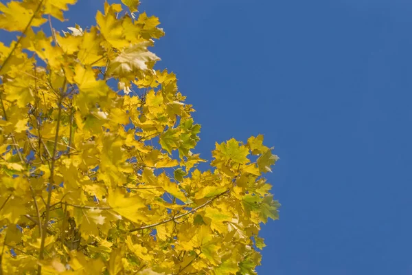 Podzim - žluté listy z javoru — Stock fotografie