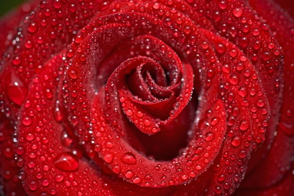 Closeup of the rose bud with droplets — Stock Photo, Image