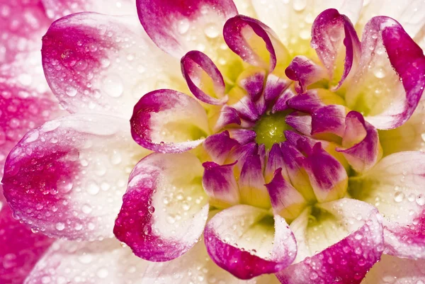 湿粉色大丽花的特写 — 图库照片