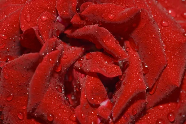 水滴玫瑰花蕾的特写 — 图库照片