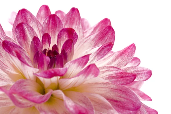 Close-up of pink isolated dahlia — Stock Photo, Image