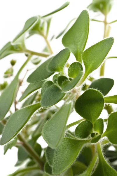 Close-up of money plant leaves — Stock Photo, Image