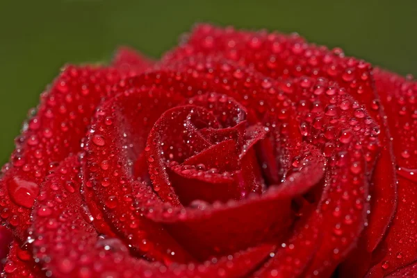 Belle rose rouge avec des gouttelettes — Photo