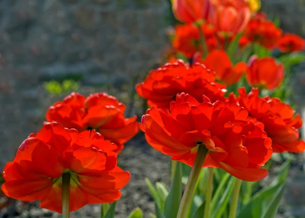Blommade ut tulpaner — Stockfoto