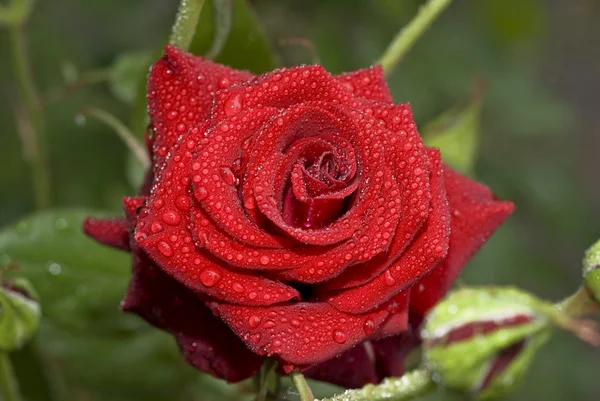 Mooie roos met waterdruppeltjes — Stockfoto