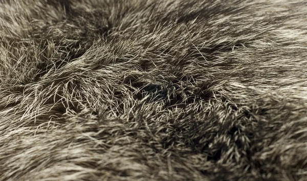 背景 - 美しい北極キツネの毛皮 — ストック写真