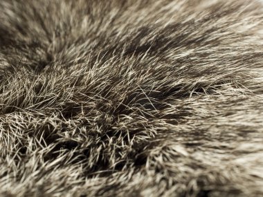 Polar Fox fur, useful as background clipart