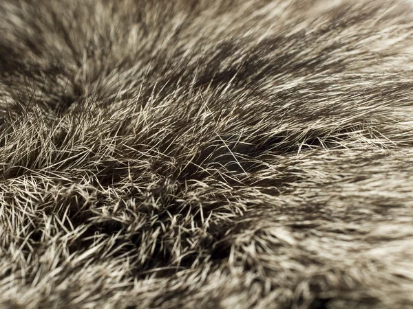 Sarki róka szőrme, hasznos háttérként — Stock Fotó