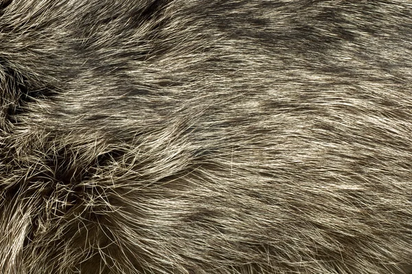 极地狐狸皮毛。有用的背景 — 图库照片