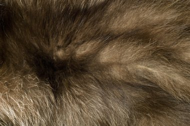 Brown polar Fox fur clipart