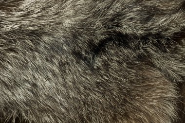 Warm polar Fox fur. Useful as background clipart