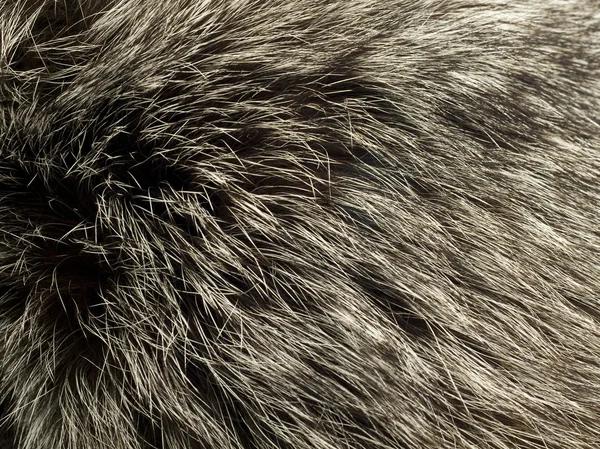 Krásné kožešiny polární lišky — Stock fotografie