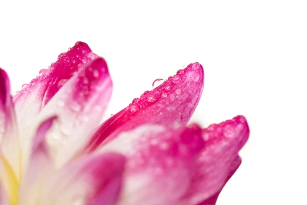 Close-up van dahlia petal met water droplet — Stockfoto