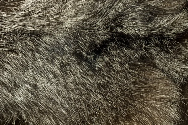 温暖的极地狐狸皮毛。有用的背景 — 图库照片