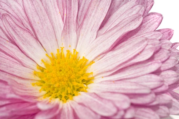 Close-up van gouden-daisy of chrysant — Stockfoto