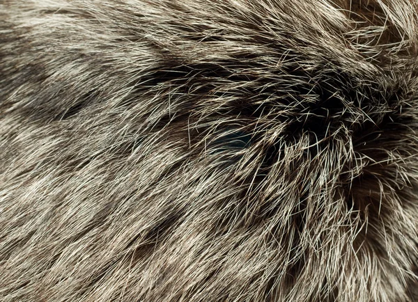 美丽的极地狐狸毛皮 — 图库照片